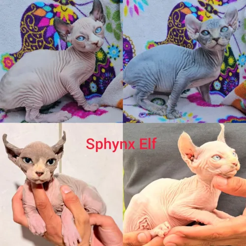 Sphynx e Elf Filhotes - Gatil BSB Cat 