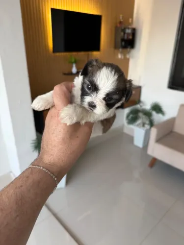 Shih tsu Shitzu fêmea