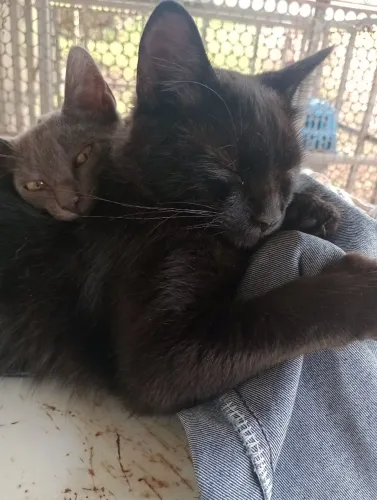 Doação responsável, estou doando meus gatos porque minha filha desenvolveu uma alergia.