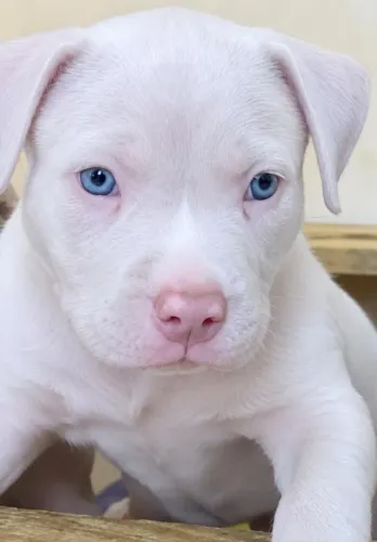 Tenho pitbull vai fazer dois meses fêmea 800