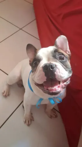 Filhote de Bulldogue Francês 8 meses