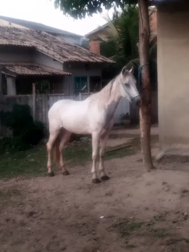 Cavalo mangalarga marchador 
