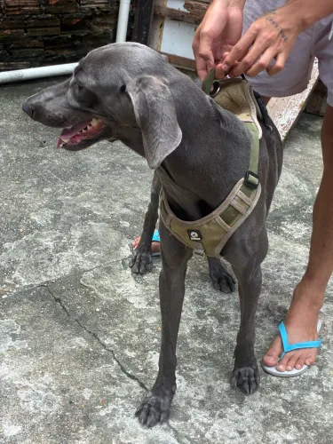 Weimaraner 