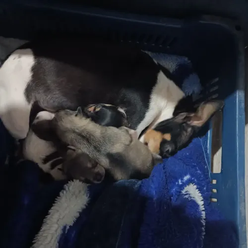 Vendo cachorro pinscher 