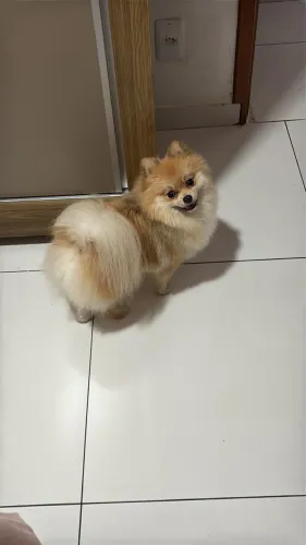 Sptiz Alemão (Lulu da Pomerânia) 
