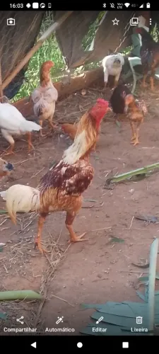 Galos e galinhas 