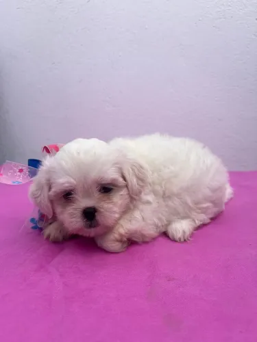 Vendo filhote de cachorro Shitsu
