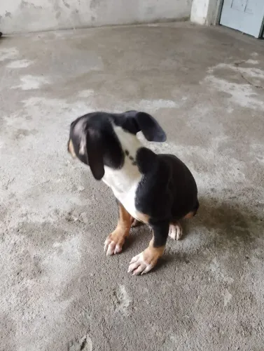 Pitbull tricolor Black