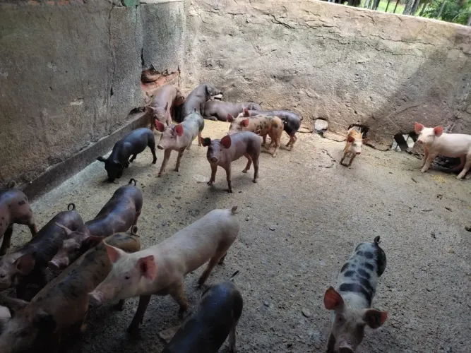 Carne suína 