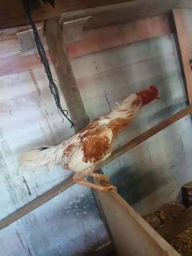 galo