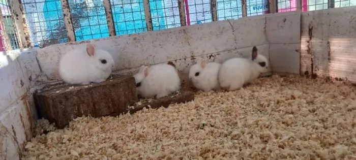 mini coelhos