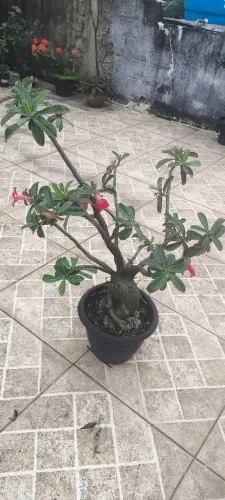 Rosa do deserto