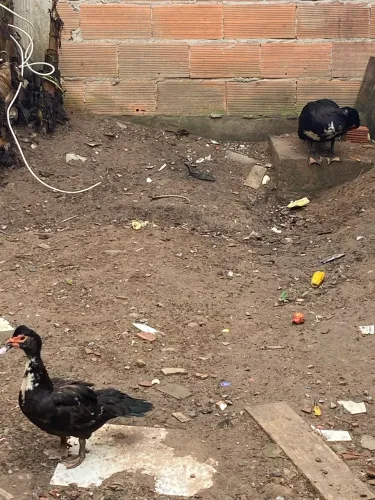Patos