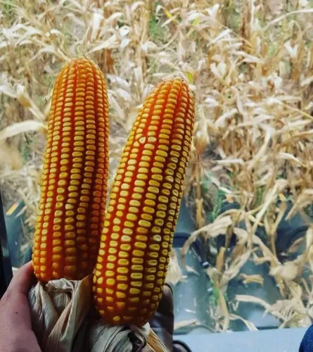 Venda de Milho, Quirera de Milho e Farelo de Soja Direto do Produtor