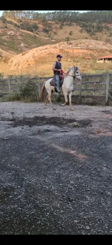 Cavalo 10 anos