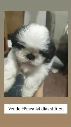 Vendo shitzu