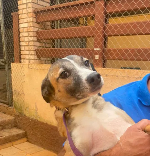 Adoção cachorra muito dócil, castrada, leia o texto