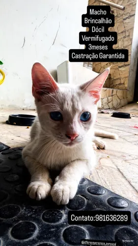 Adoção Responsável Gatinho 