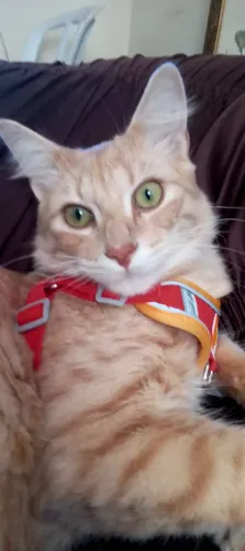 Doação de lindo gatinho 
