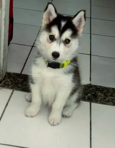 Filhote de Husky Siberiano Wolly