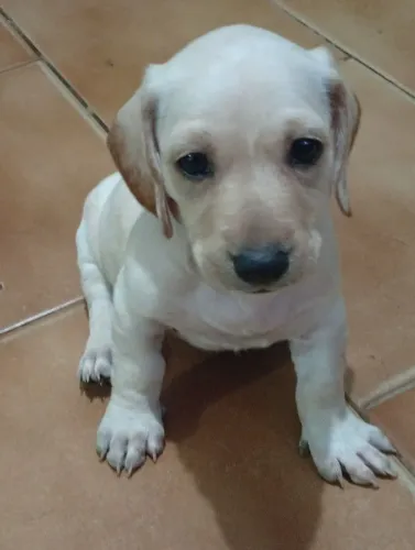 Cofap filho de pelo longo e alecrim.irma de pelos longo.mais é pelo curto