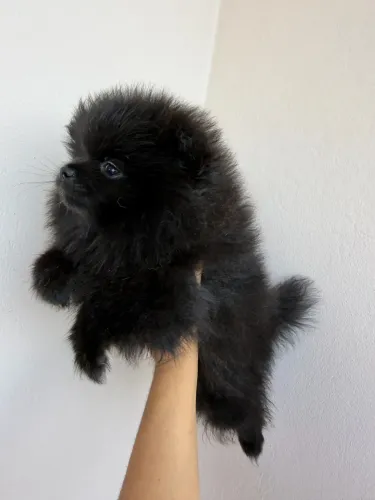 Lulu da Pomerânia Anão fêmea