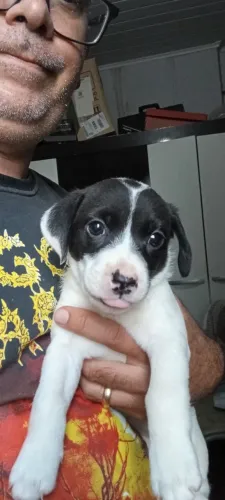 Doação de filhote de cachorro 