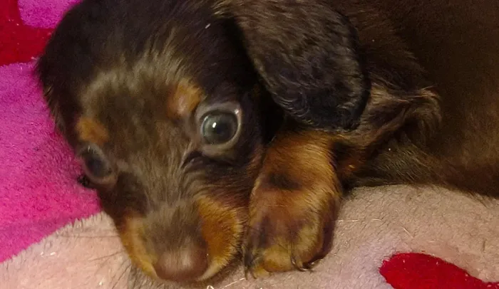 Filhotes Dachshund pelo longo