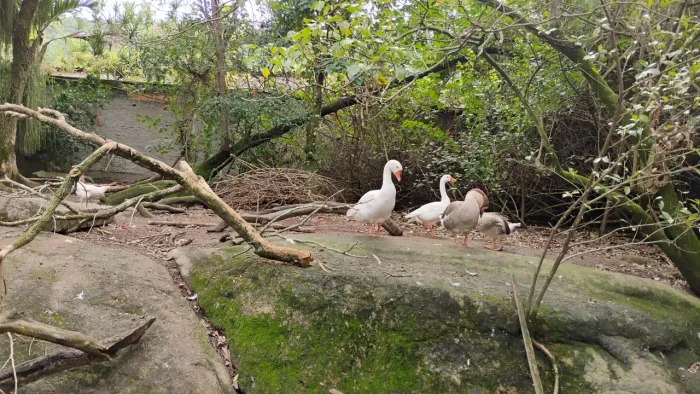 Casal de ganso sinaleiro chinês brancos puros 