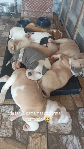 Filhote de Pitbull 
