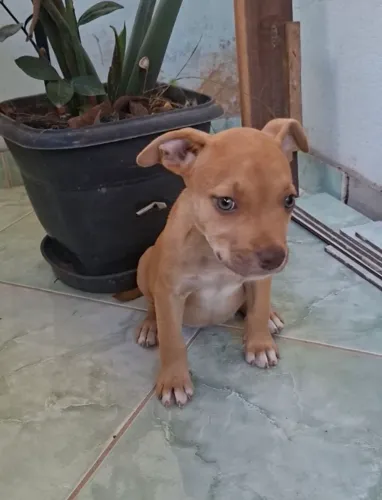 Pitbull femea filhote