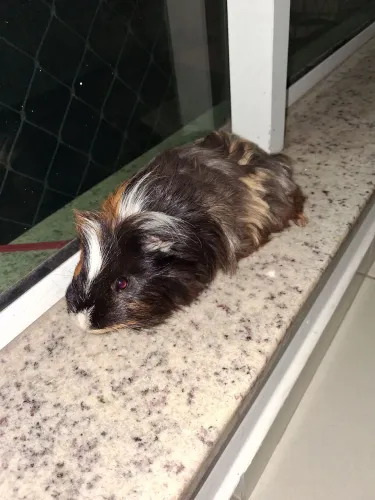 Doação Porquinhos da Índia