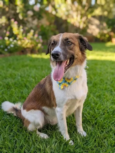 Doação cachorra super dócil 