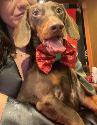 Doação Responsável - Dachshund (Salsicha) Puro com Pedigree.