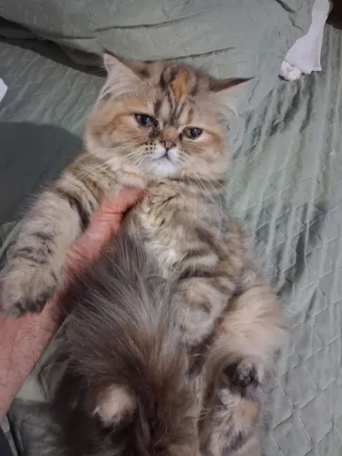 Gata persa filhote