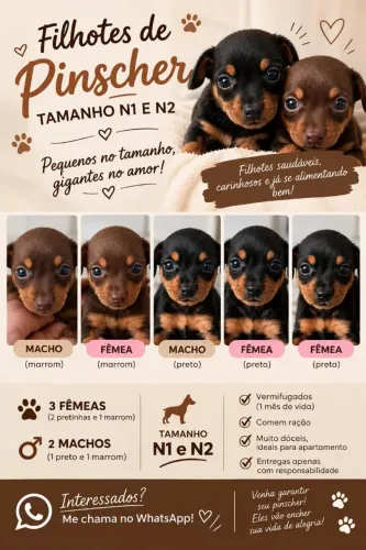 Lindos filhotinhos de Pincher 