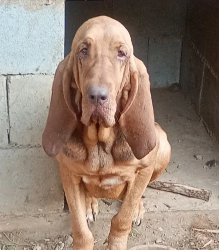 Vende se cachorra