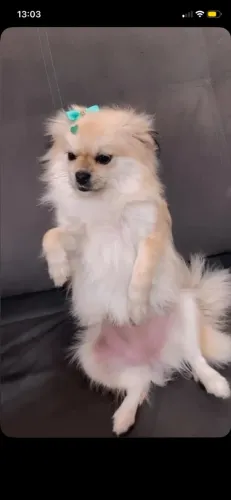 Estou vendendo minha cachorrinha por conta q não tenho tempo de cuidar raça chihuahua 850