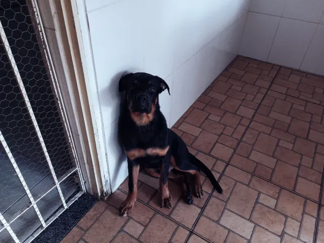 VENDE SE ROTTWEILER