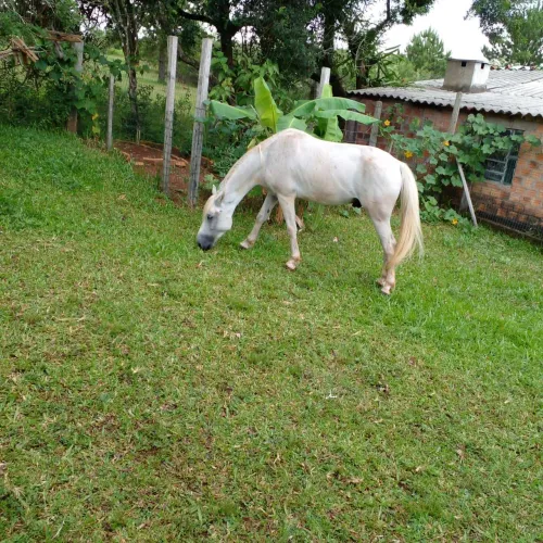 Cavalo Quarto de Milha