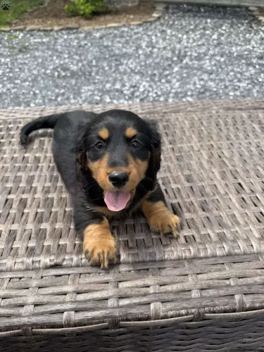 Dachshund pelo longo | Chama no WhatsApp para mais informações