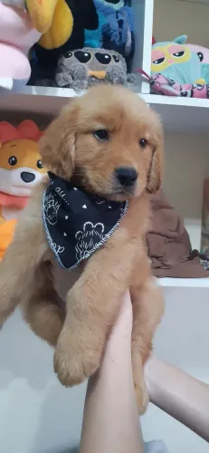 FILHOTE GOLDEN RETRIEVER A PRONTA ENTREGA