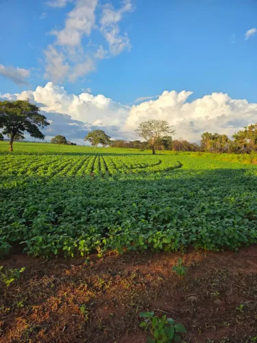 Vendo 2 hectares na beira asfalto sentido Miraporanga