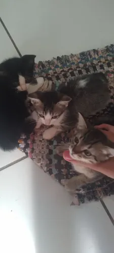 Doação de Gatos filhotes