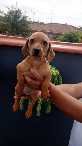 Machinho Basset salsicha