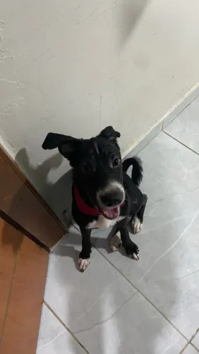 Doação de cachorra