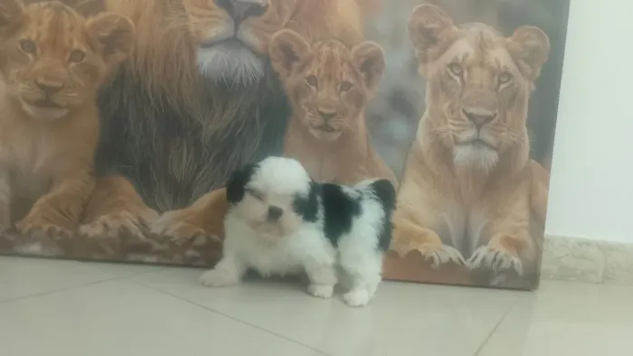 Shitzu macho mini lindos