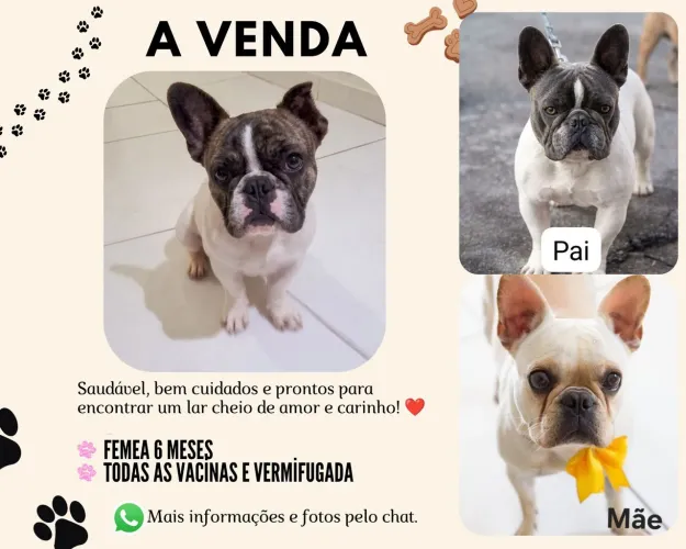 Bulldog Francês