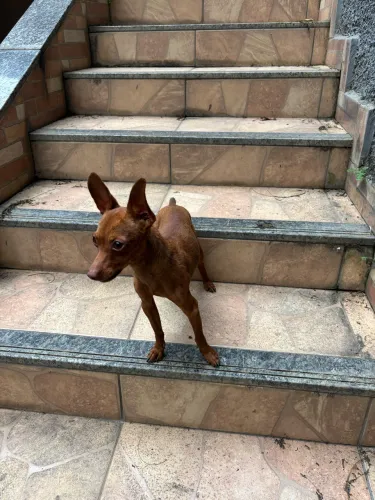 Cachorro Pincher macho 