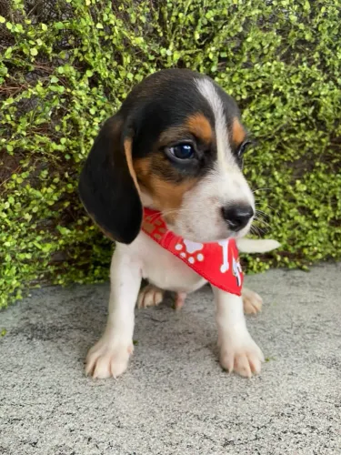 Filhote de Beagle disponível 